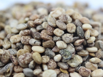 羽扇豆種子應該去哪里購買？