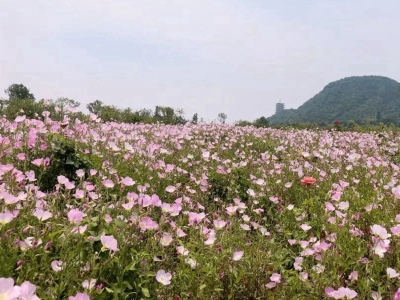 美麗月見草種子的播種量是多少？