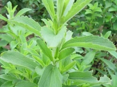 甜葉菊種子在播種后幾天發芽