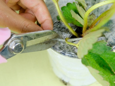 草莓種子幾月份播種？