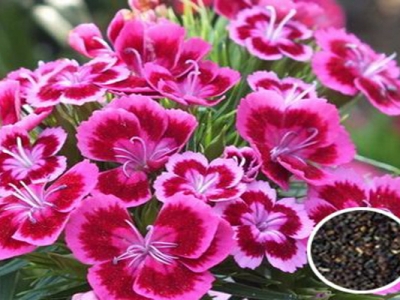 五彩石竹種子多久發(fā)芽開花？
