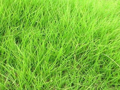 狗牙根草坪跟天鵝絨草坪的區別是什么？