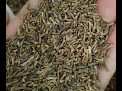 美女櫻種子幾天發芽