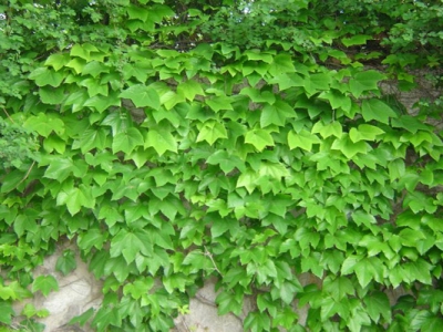 爬山虎種子什么時(shí)候可以種植？