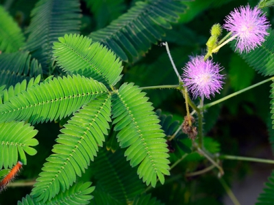 含羞草種子幾天發芽？