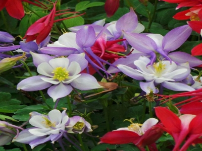 耬斗菜種子幾天后發芽？