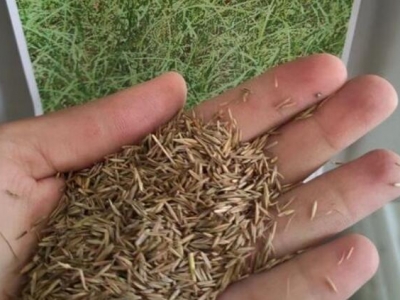 紫羊茅幾天發芽