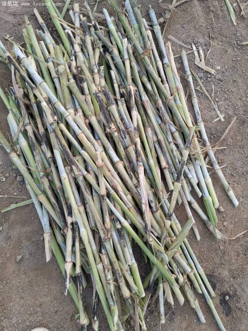 當天現砍皇竹草種節