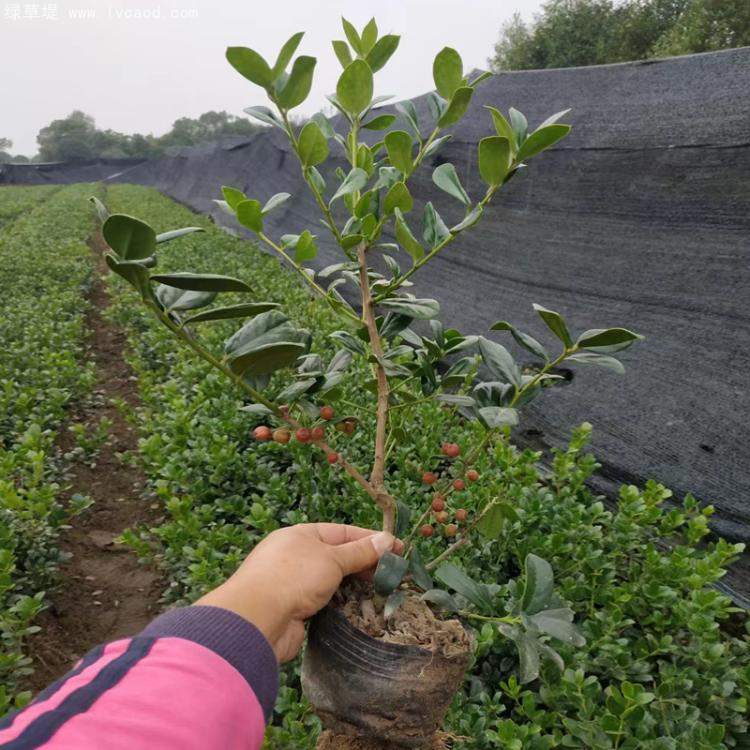 無刺構骨枸骨
