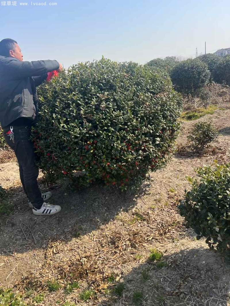 構骨球