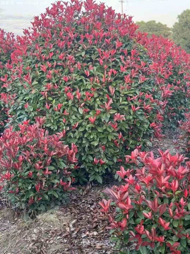 紅葉石楠球