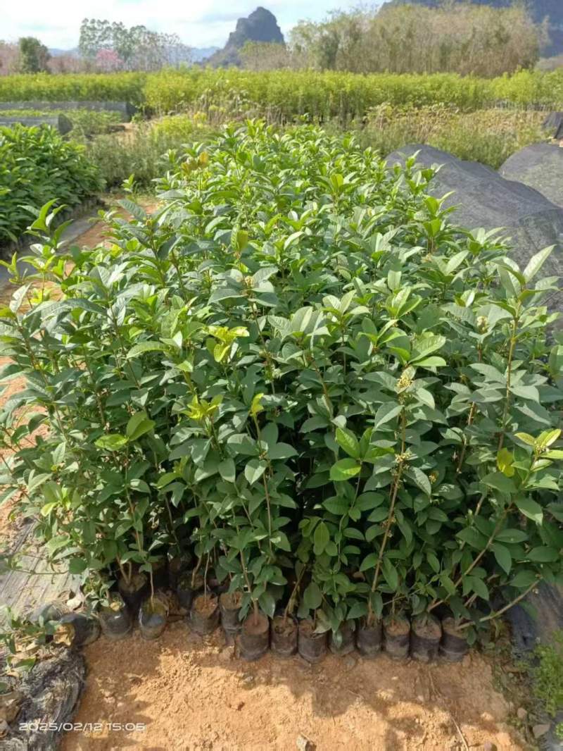 桂花樹苗小苗