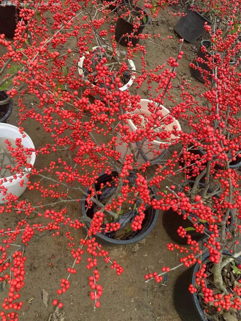 紅果冬青