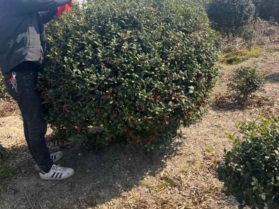 構骨球枸骨球