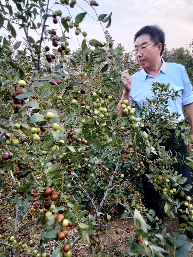 棗樹(shù)葉片和枝條果實(shí)