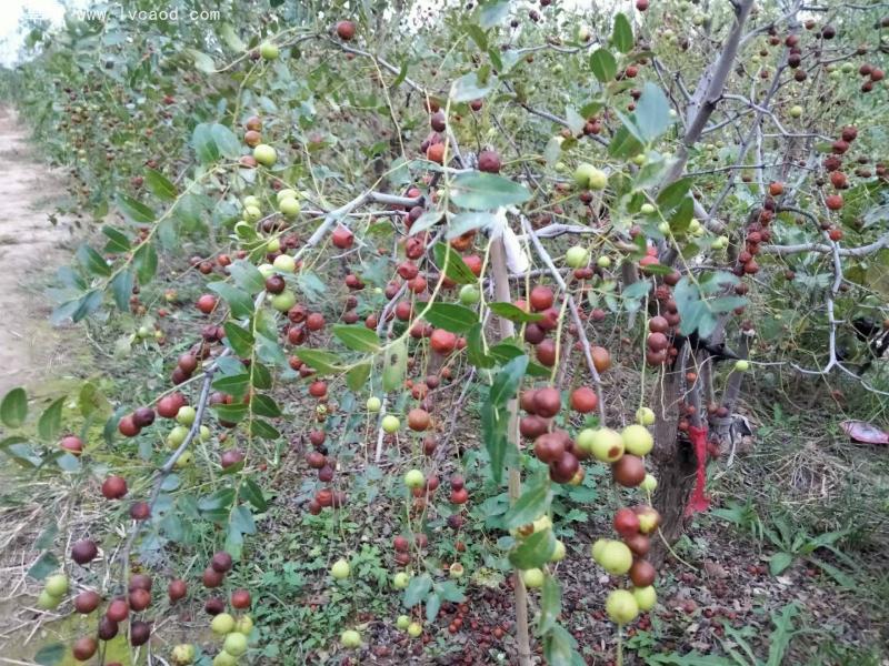 棗樹(shù)葉片和枝條
