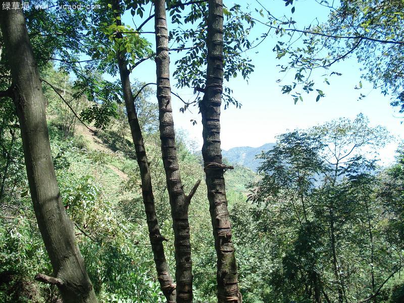 漆樹(shù)