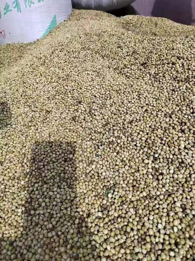 漆樹(shù)種子