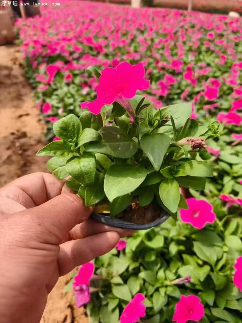 牽牛花盆栽