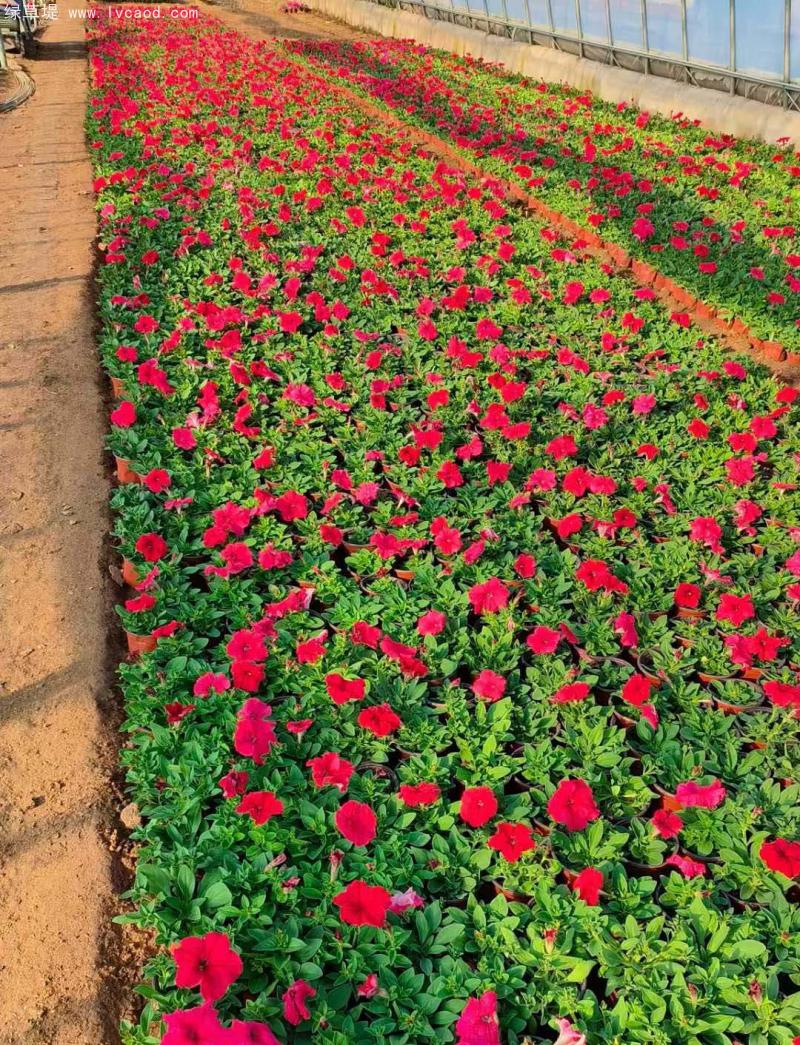 牽牛花盆栽