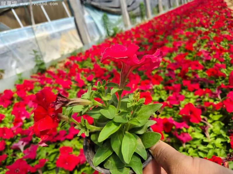 牽牛花盆栽