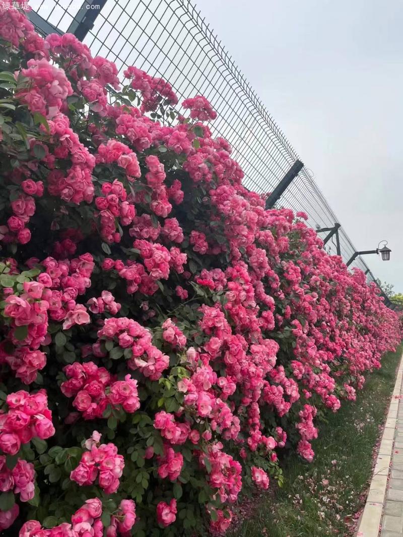 藤本月季景觀(guān)綠化效果